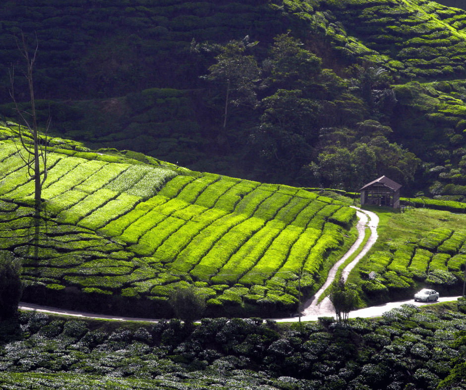 Cameron Highlands